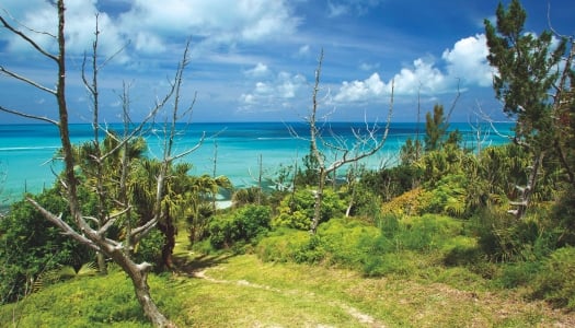 Wide view of a lush green park in front on an ocean view.