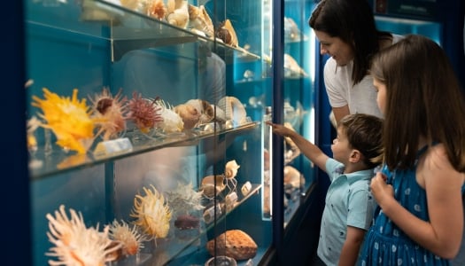 A family is posing at BUEI shell room.