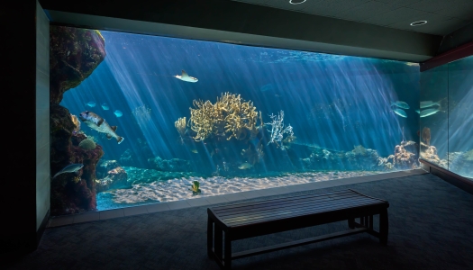A wide view of sea life swimming at the Bermuda Aquarium.