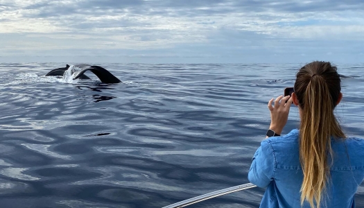 A woman on a boat taking a picture of whale tails