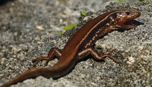 Bermuda Skink