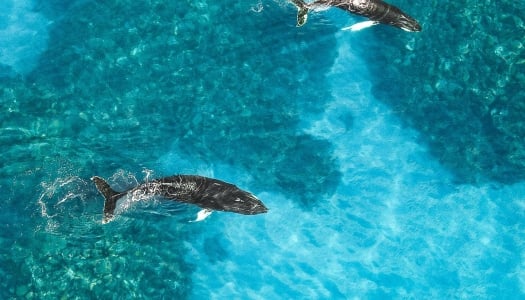 Two whales are breaching in clear blue waters.