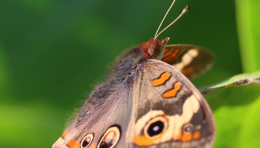 Bermuda Buckeye Butterfly