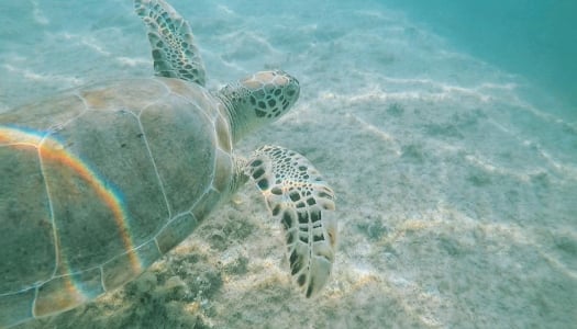 Sea Turtle