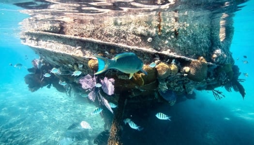 A variety of fish are swimming around a shipwreck.