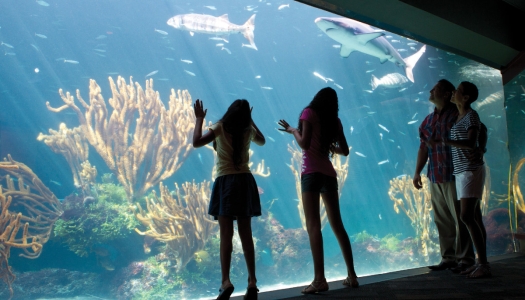 Bermuda Aquarium, Museum & Zoo (BAMZ) – BAMZ