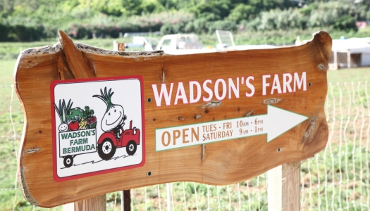Wadson's Farm – Wadson Farms