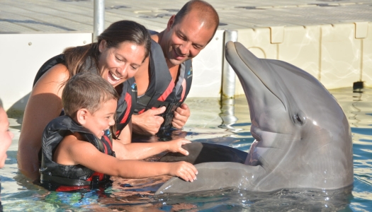 Dolphin Quest Bermuda – Dolphin Quest Bermuda