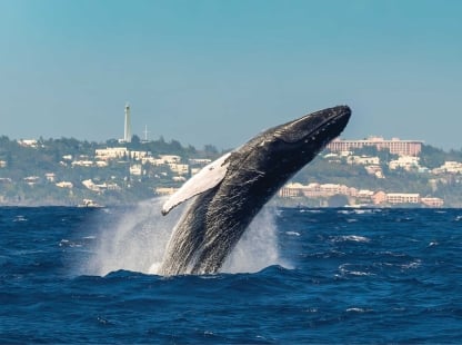 whale breaching