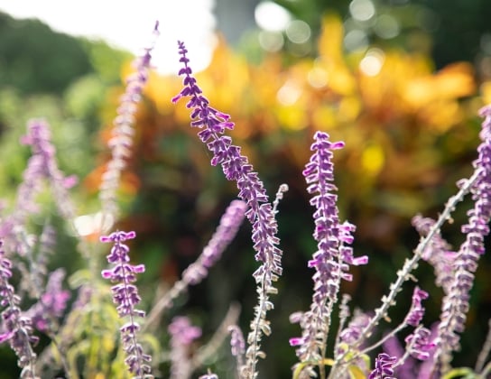 Bermuda Botanical Gardens