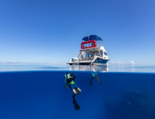 Dive Show & Family Day At BAMZ