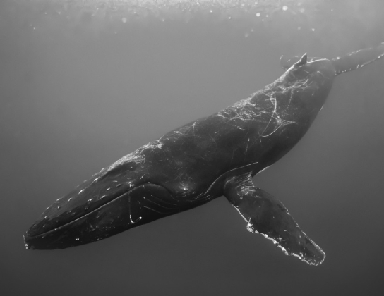 The Ocean They Inhabit Exhibit | Bermuda National Gallery