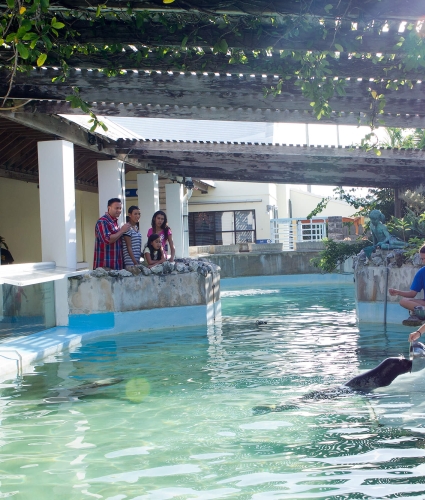 A family visiting the seal exhibit at the Bermuda Aquarium