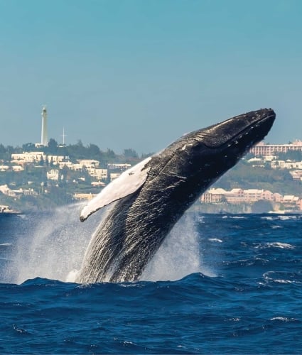 whale breaching