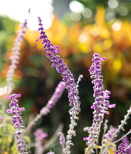 Bermuda Botanical Gardens