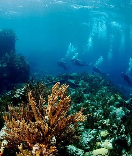 group of people snorkelling