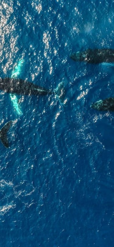 whales swimming