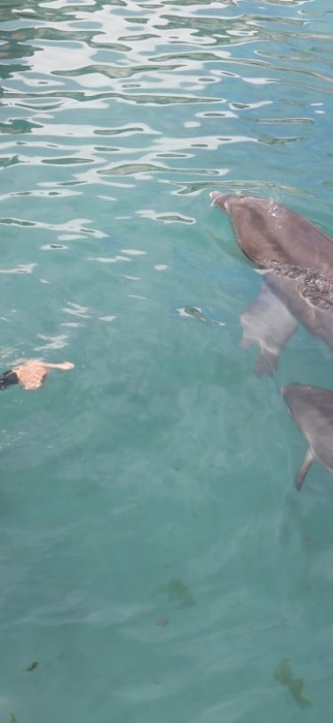 Dolphin Quest Bermuda – Discover Baby Dolphins