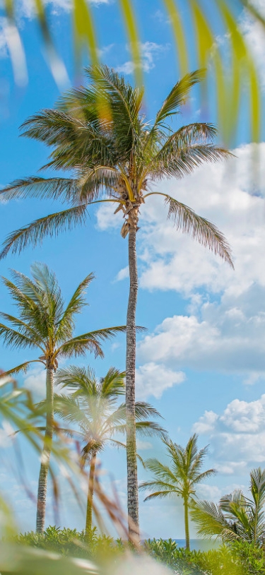 Azura Bermuda – Palms
