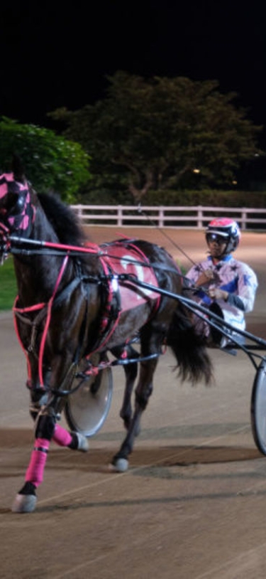 Driving Horse & Pony Club of Bermuda – Harness Pony Racing