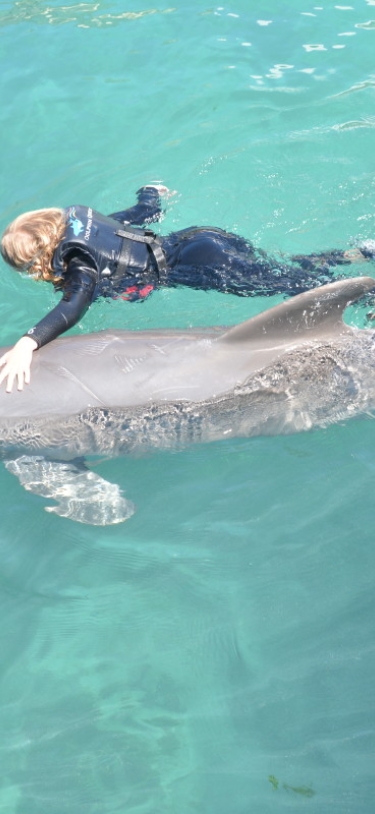 Dolphin Quest Bermuda – Dolphin Quest Bermuda
