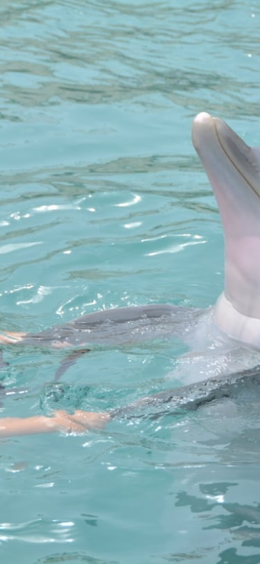 Dolphin Quest Bermuda – Dolphin Quest Bermuda