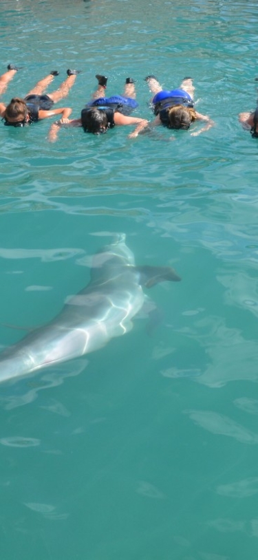 Dolphin Quest Bermuda – A View You Can't Get Anywhere Else
