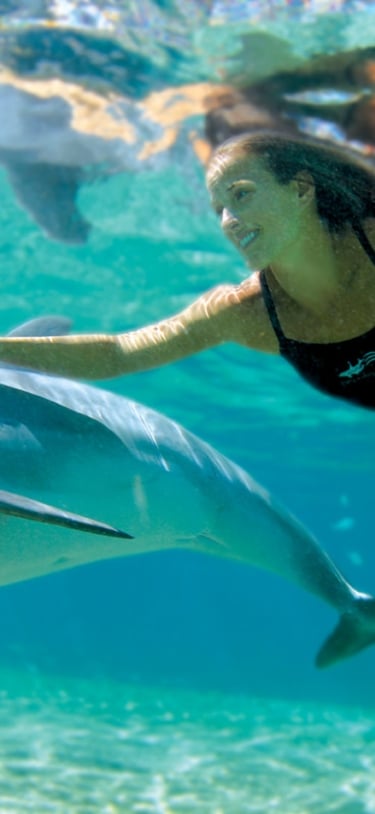 Dolphin Quest Bermuda – Dolphin Quest