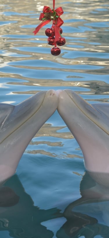 Dolphin Quest Bermuda – Dolphins At Christmas