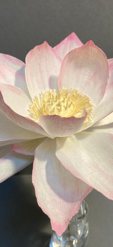 Explore In – Lotus Yoga Project