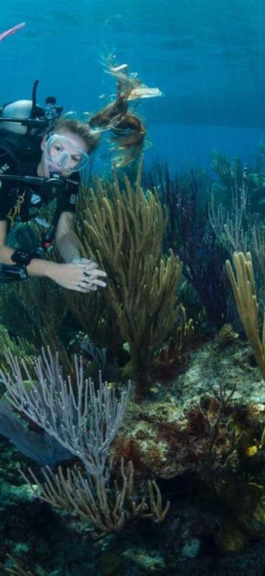 Dive Bermuda at Grotto Bay – North Rock