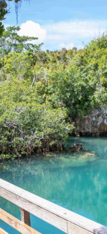 Walsingham Nature Reserve, aka "Tom Moore's Jungle" – Tom Moore's Jungle