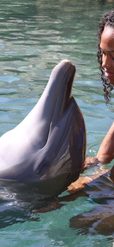 Dolphin Quest Bermuda – Dolphin Quest Bermuda Connection