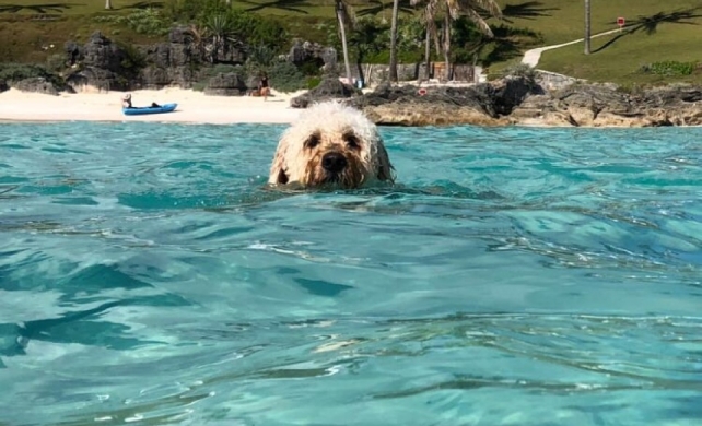 dog swimming in beach