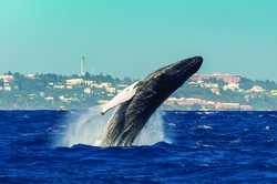 whale jumping out of water