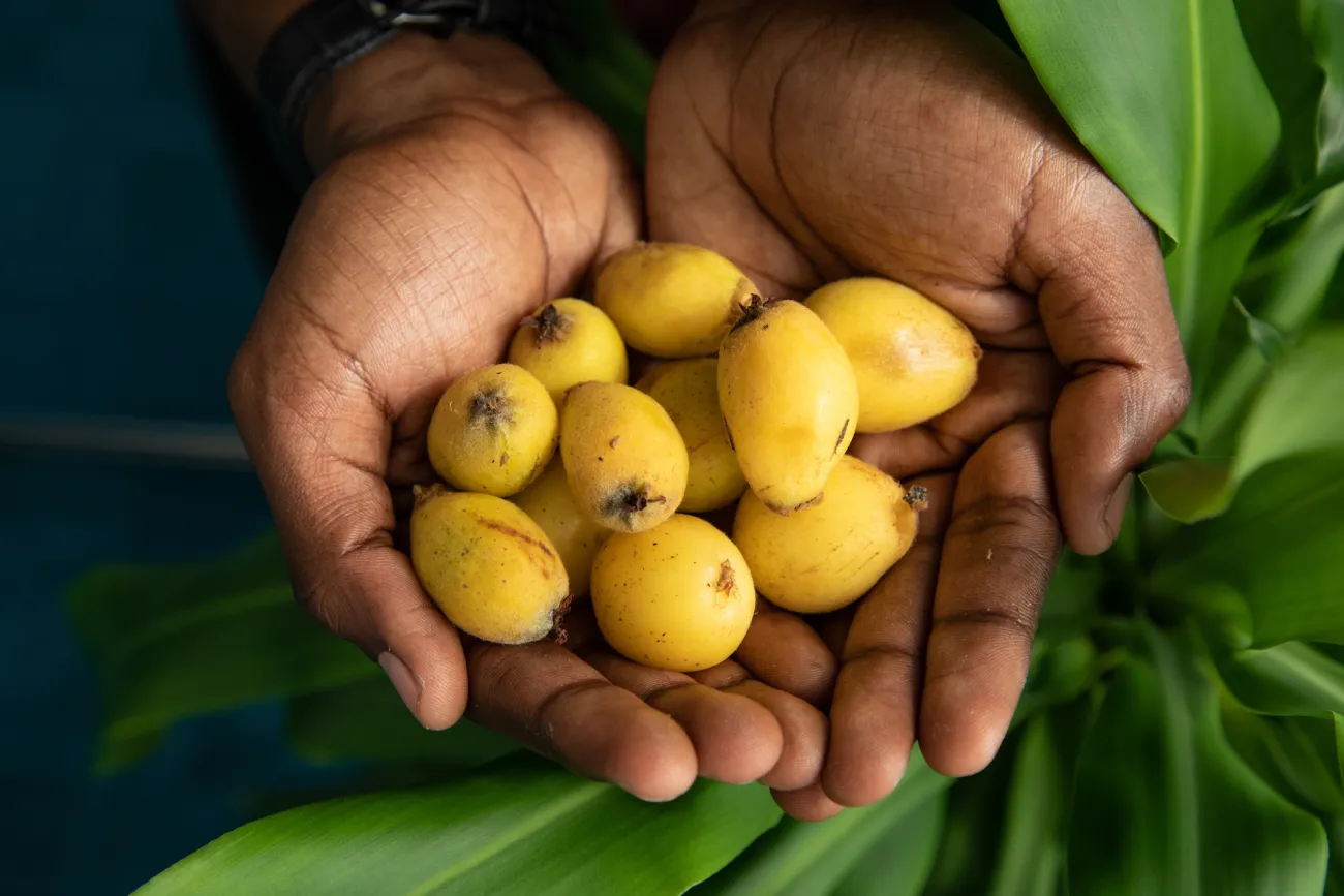 A pair of hands holding loquats
