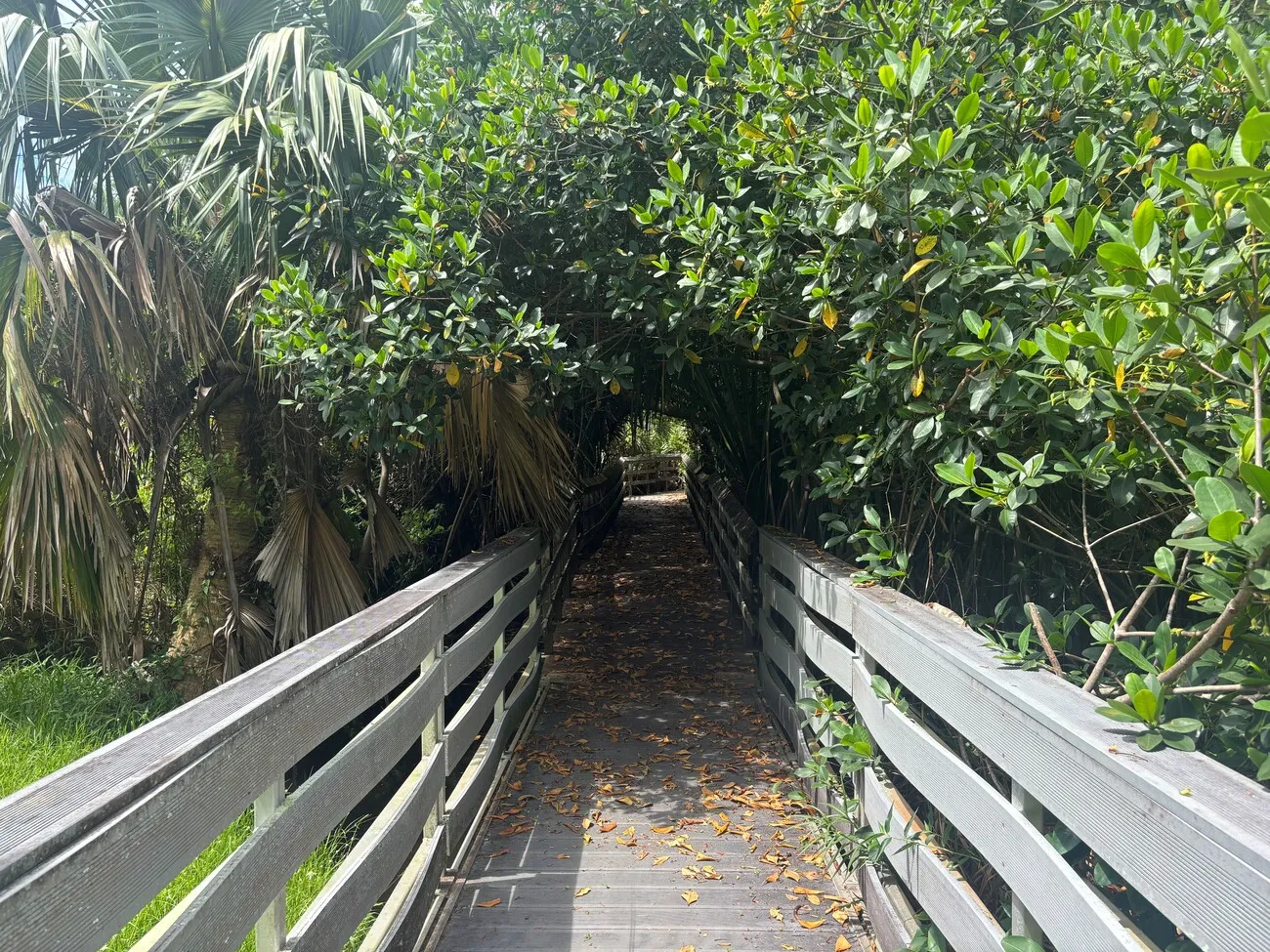 Paget Marsh 