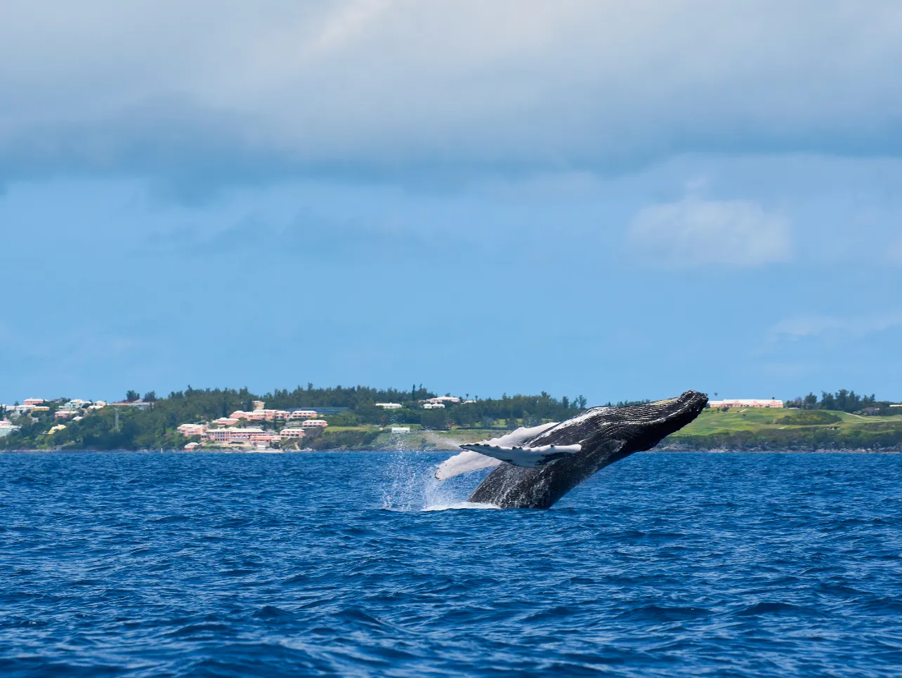 Whale watching