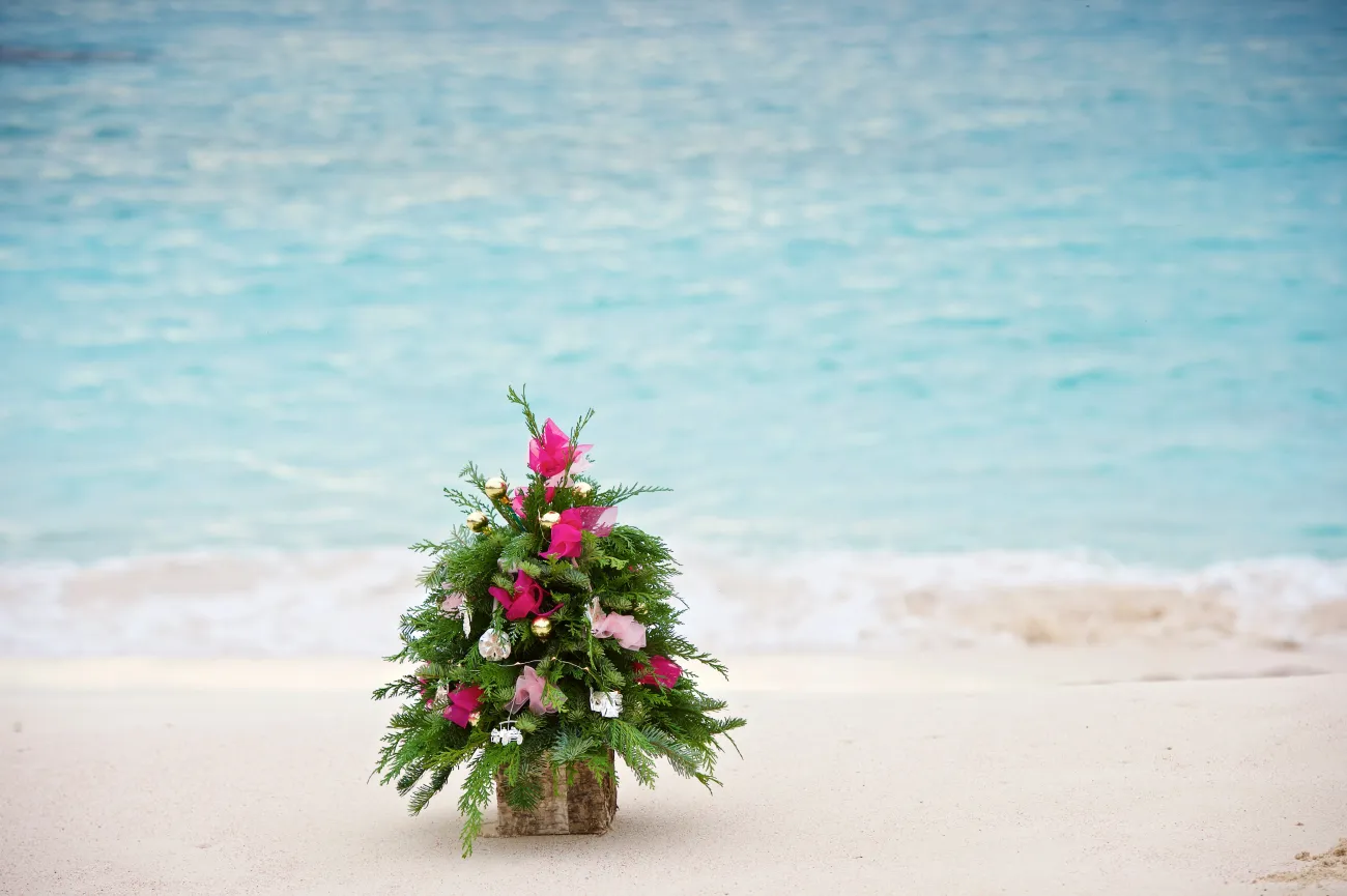 A little Christmas tree is by the beach.