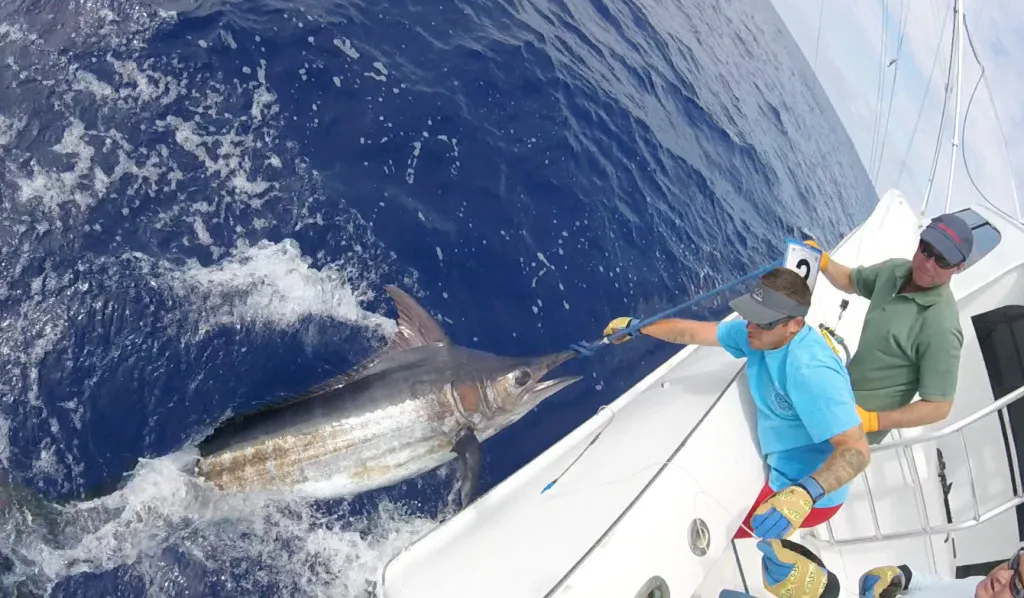 Bermuda Triple Crown Billfish Championship 2023