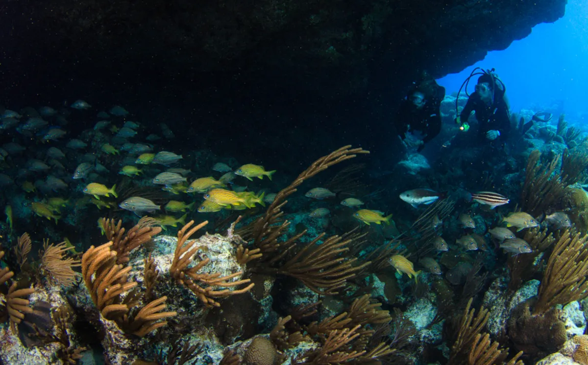 Dive Bermuda at Fairmont Southampton – Dive Bermuda