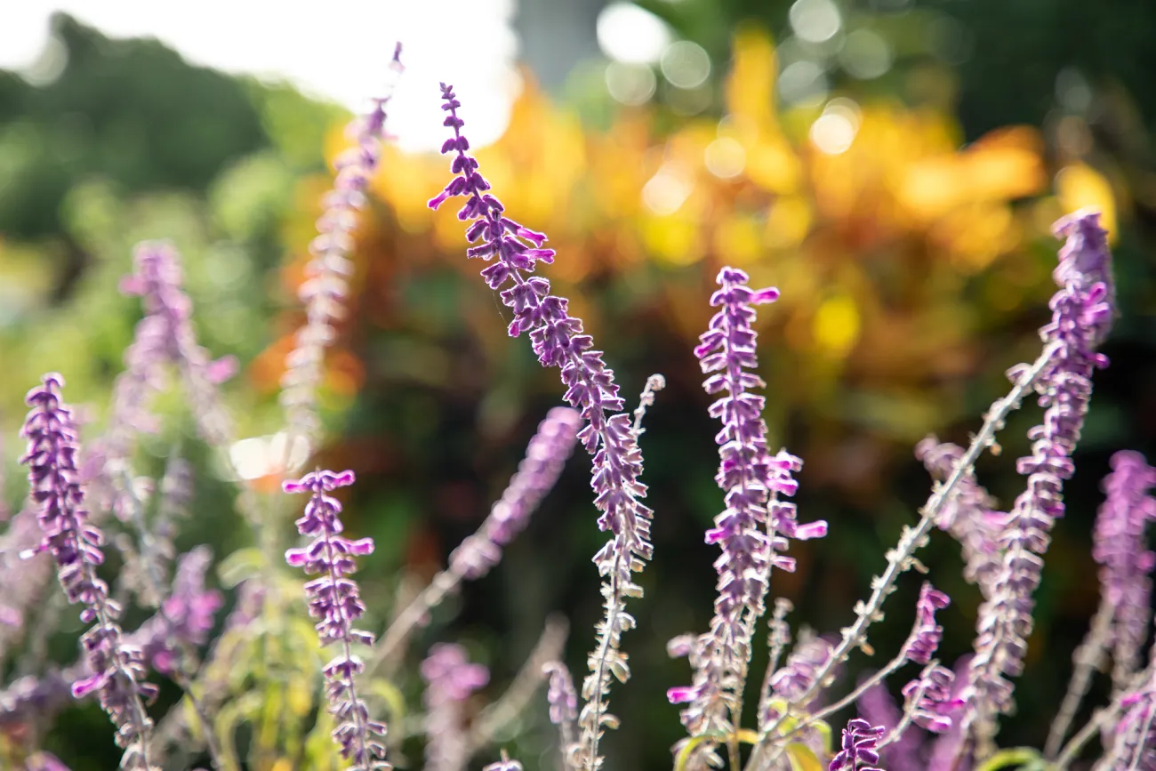 Botanical Gardens in Bermuda