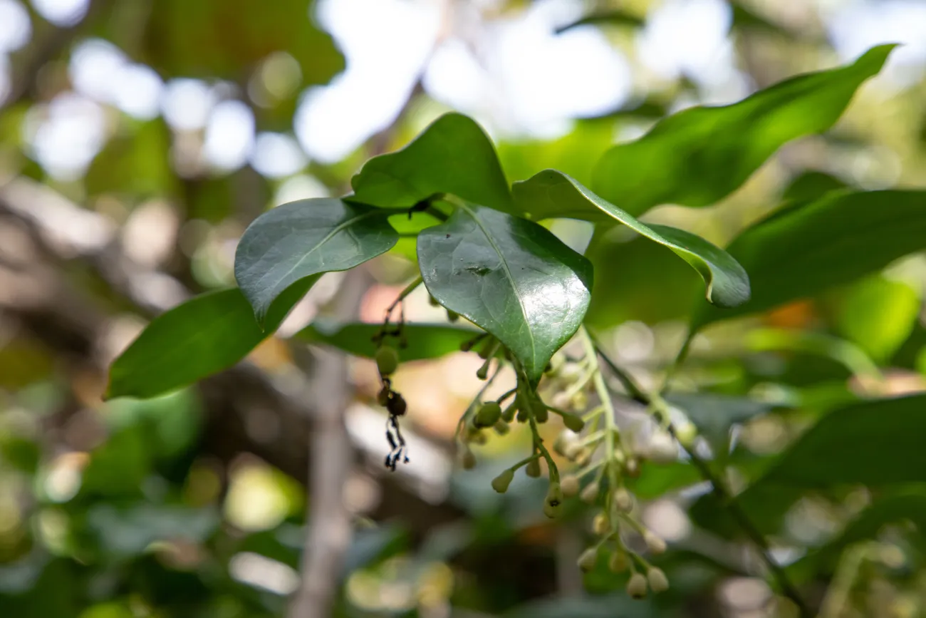 Nonsuch Island in Bermuda