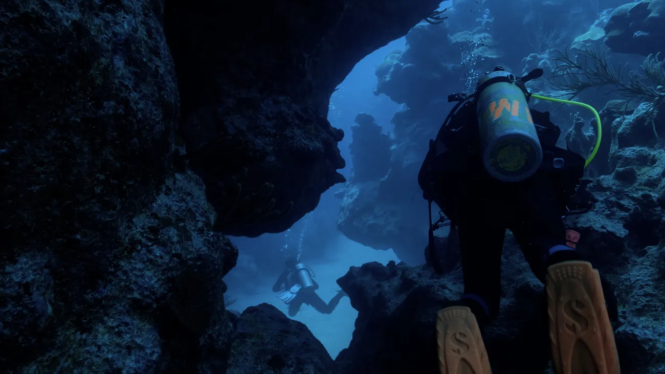 A group of divers are swimming.