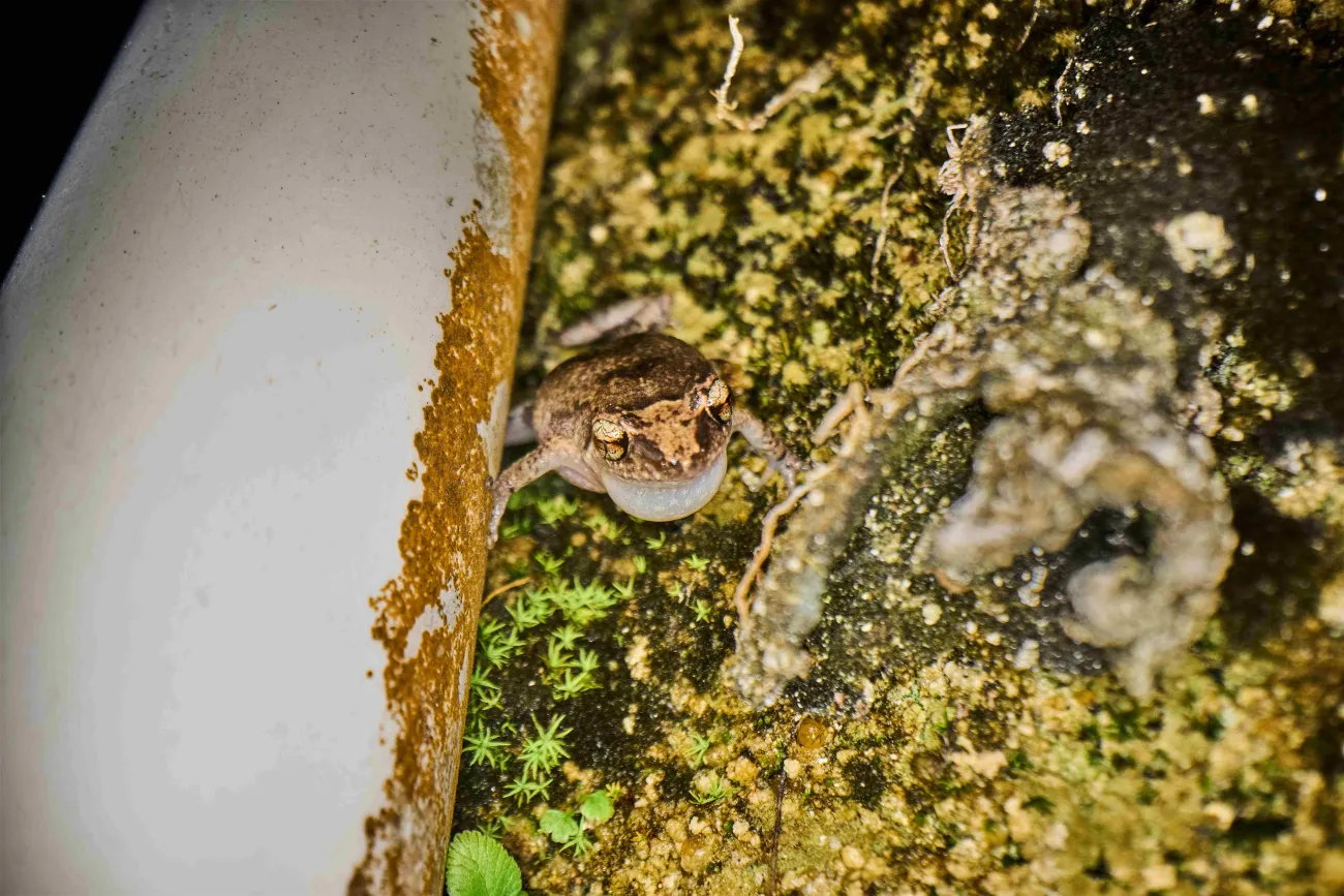 A close up of a Bermuda tree frog that is smaller than a hand.