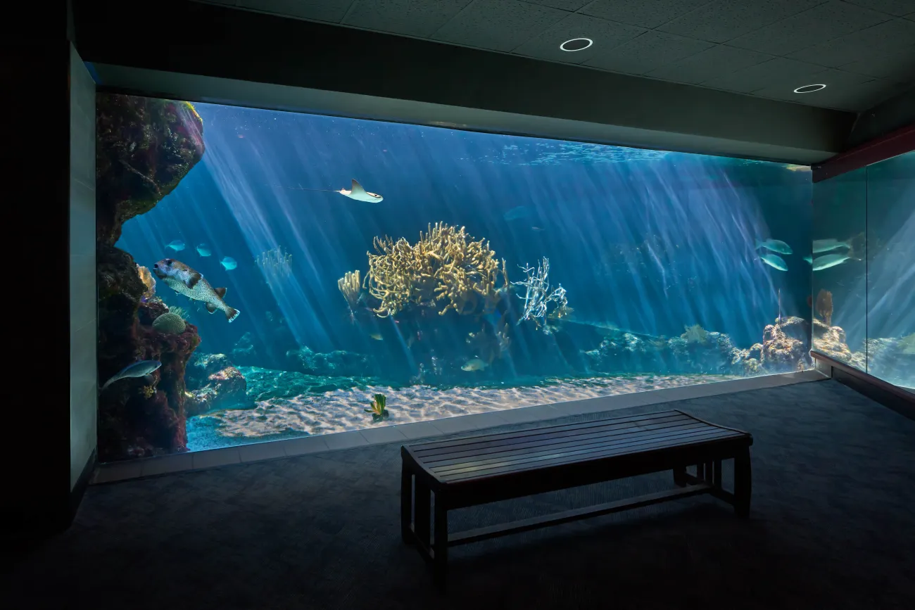 A wide view of sea life swimming at the Bermuda Aquarium.
