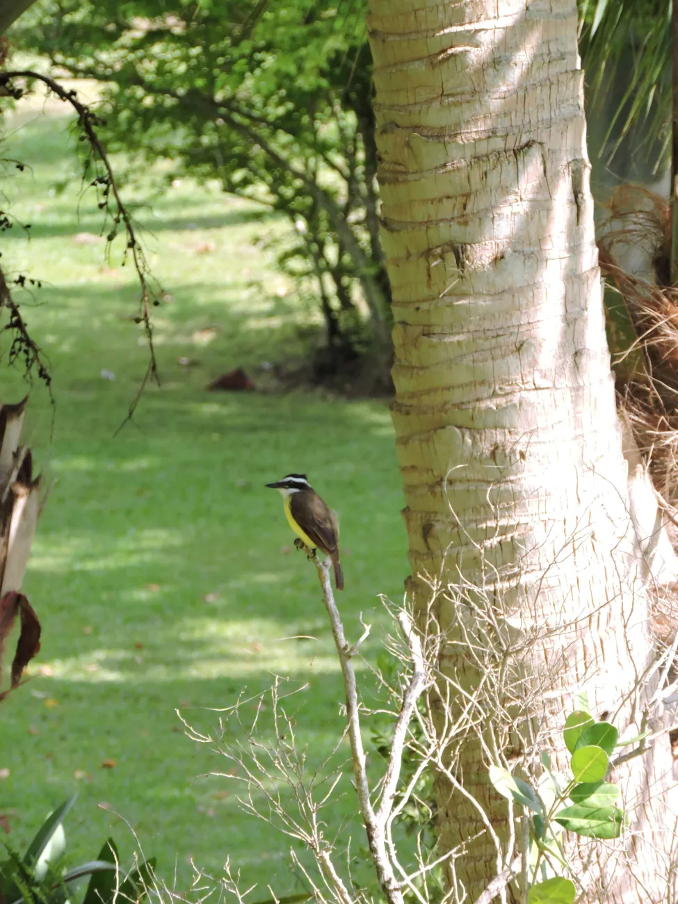 A Kiskadee bird is sitting on a branch surrounded by trees.