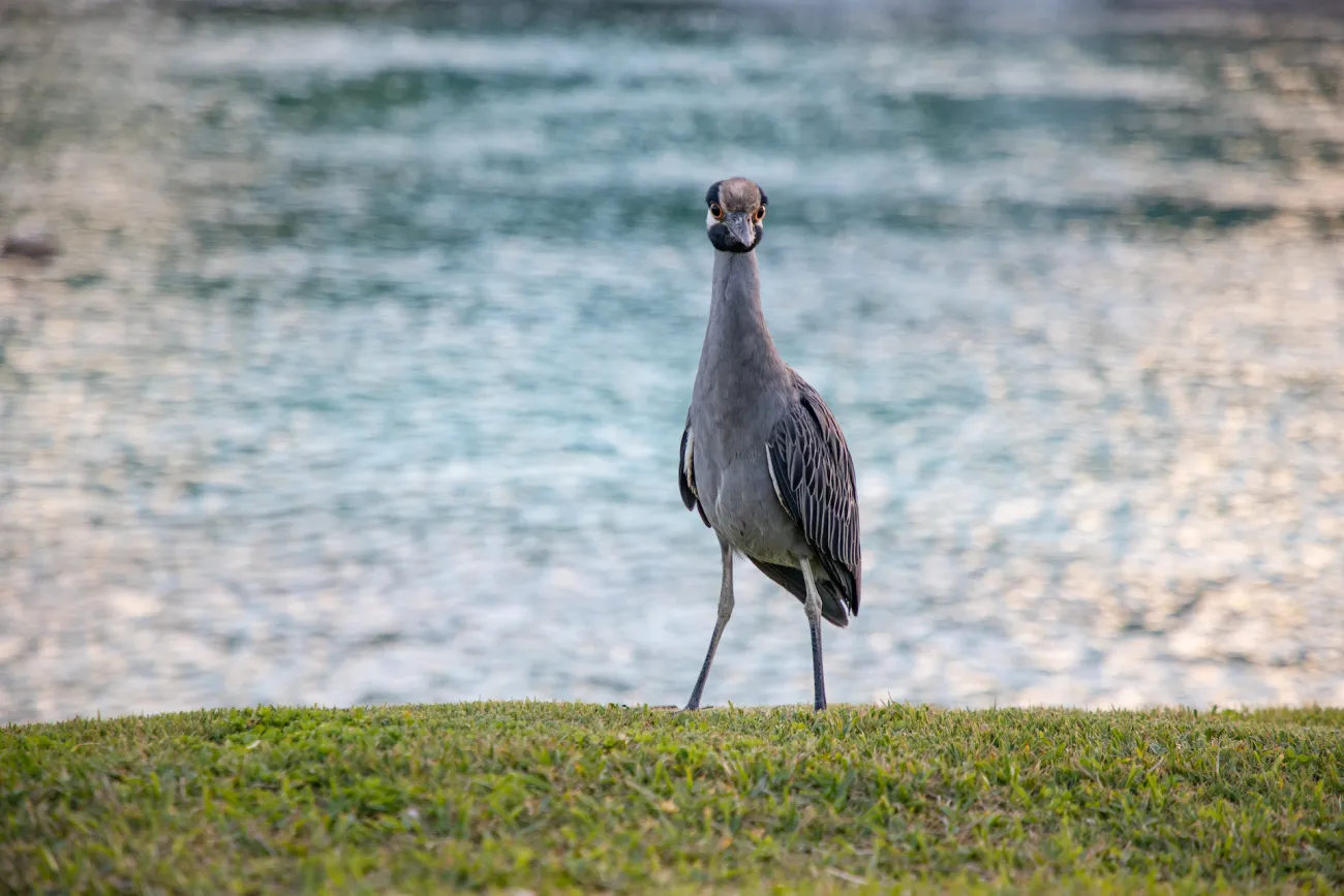The heron in Bermuda