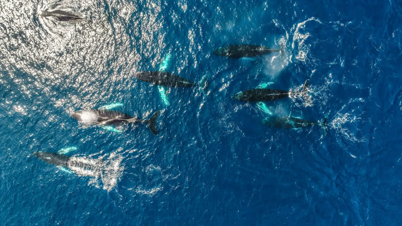whales swimming
