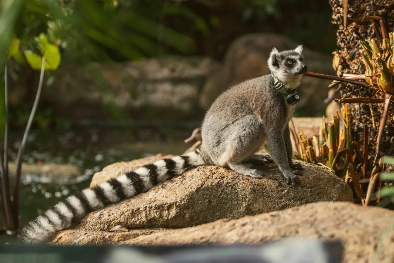 An adult Lemur is staring in the distance.